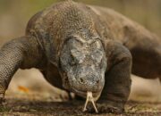 Dream Meaning of Komodo Dragon