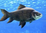 Dream Meaning of Seeing A Big Fish