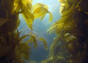 Dream Meaning of Seaweed
