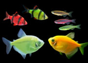 Dream Meaning of Small Fishes