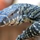 Dream Meaning of A Goanna
