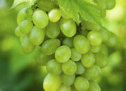 Dream Meaning of Green Grapes