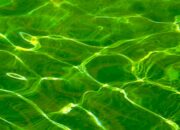 Dream Meaning of Green Water