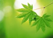 Dream Meaning of Green Leaves