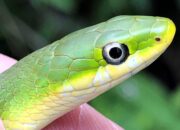 Dream Meaning of Green Snake