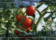 Dream Meaning of Seeing Red Tomatoes