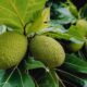 Dream Meaning of Breadfruit