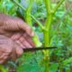 Dream Meaning of Harvesting Okra
