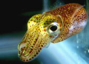 Dream Meaning of Squid