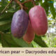 Dream Meaning of African Pear