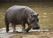 Dream Meaning of Hippopotamus