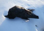 Dream Meaning of Killing A Raven