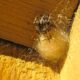 Dream Meaning of Spider Eggs
