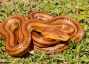 Dream Meaning of Snakes