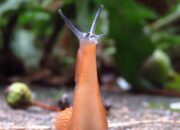 Dream Meaning of Slugs