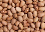 Dream Meaning of Brown Beans