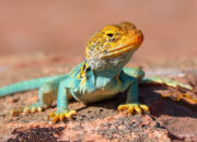 Dream Meaning of Lizard