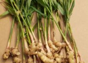 Dream Meaning of Ginger