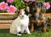Dream Meaning of Puppies And Kittens