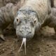 Dream Meaning of A Komodo Dragon