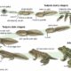 Dream Meaning of Tadpoles