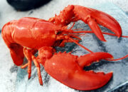 Dream Meaning of Lobster