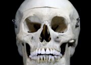 Dream Meaning of Human Skulls