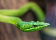 Dream Meaning of Seeing Snakes