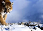 Dream Meaning of A Mountain Lion