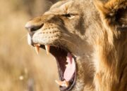 Dream Meaning of Being Eaten Alive By A Lion