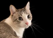 Dream Meaning of Cat