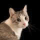 Dream Meaning of Cats