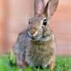 Dream Meaning of Rabbits