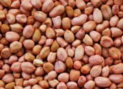 Dream Meaning of Groundnut