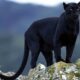 Dream Meaning of Black Jaguar