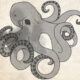 Dream Meaning of An Octopus