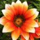 Dream Meaning of Orange Flowers