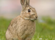 Dream Meaning of Rabbit