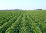 Dream Meaning of Groundnut Farm