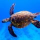 Dream Meaning of Turtle