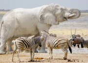 Dream Meaning of White Elephant