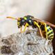Dream Meaning of Wasps