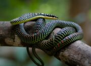Dream Meaning of Flying Snake