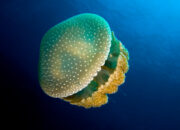Dream Meaning of Jellyfish