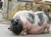 Dream Meaning of Seeing A Pig
