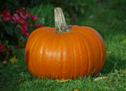 Dream Meaning of Pumpkin