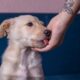 Dream Meaning of Dog Licking My Hand