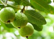 Dream Meaning of Guava Tree
