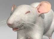 Dream Meaning of A White Rat