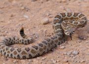 Dream Meaning of Seeing Rattlesnake